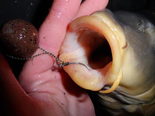 my hobby  - 6444914025501198435511682051198n.jpg